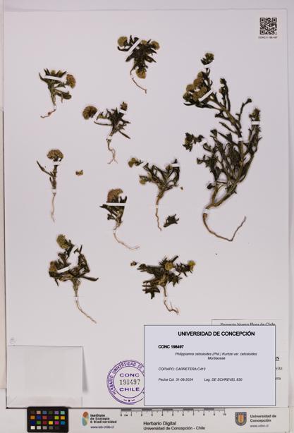 Philippiamra celosioides [Espécimen: ]
