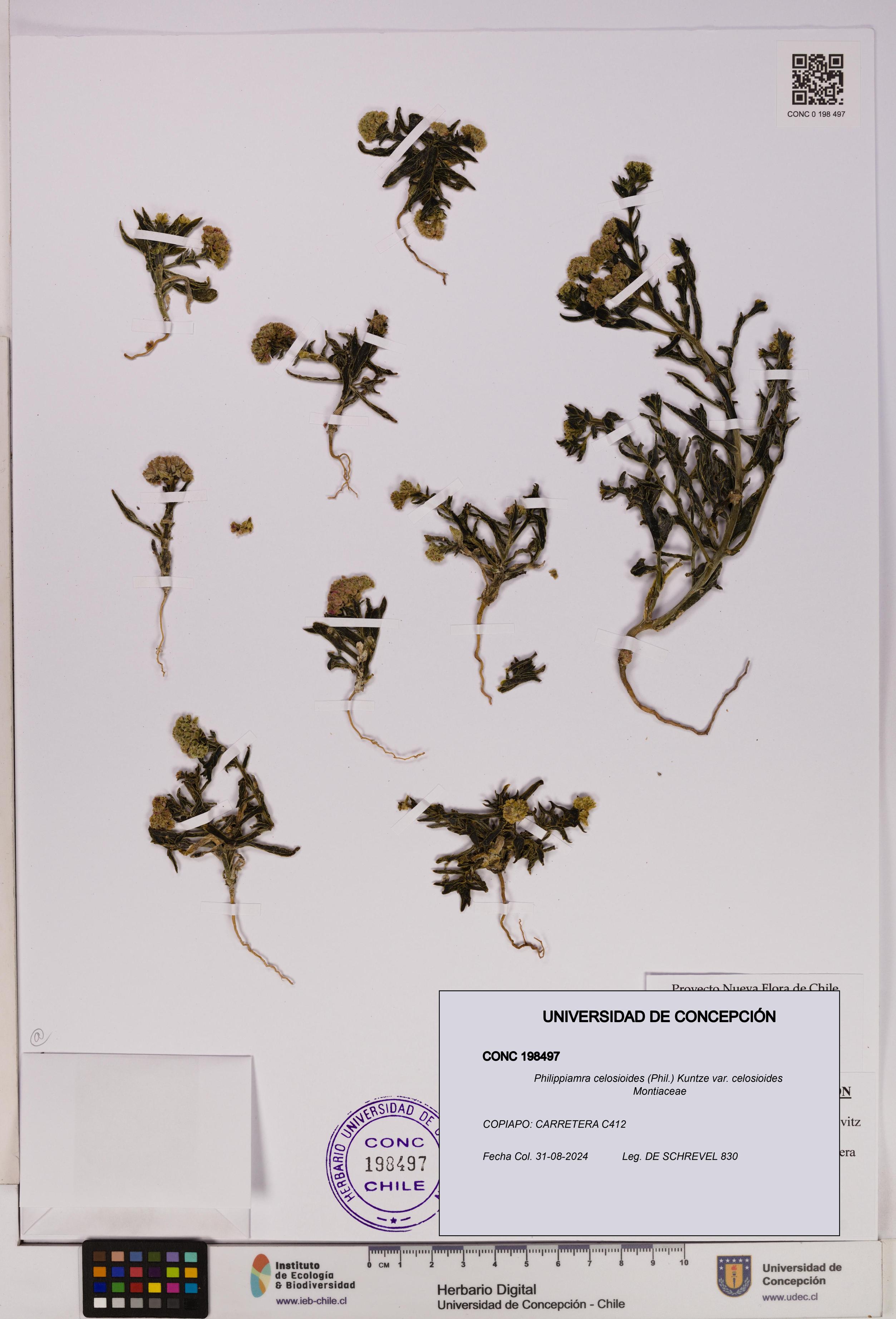 Philippiamra celosioides [Espécimen: ]
