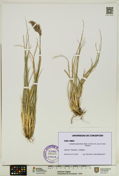 Cortaderia egmontiana [Espécimen: UDEC:CONC:0198534]