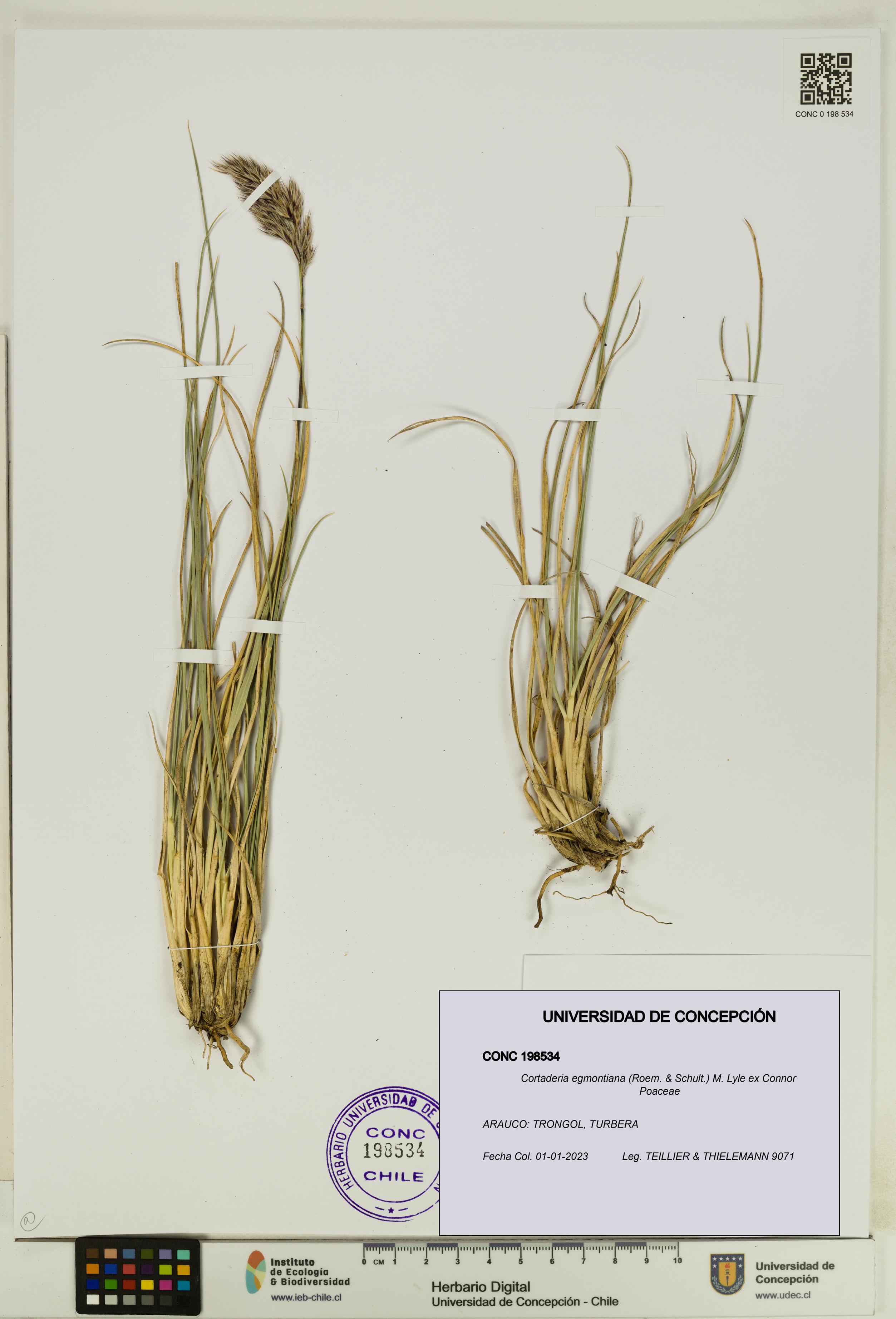 Cortaderia egmontiana [Espécimen: UDEC:CONC:0198534]