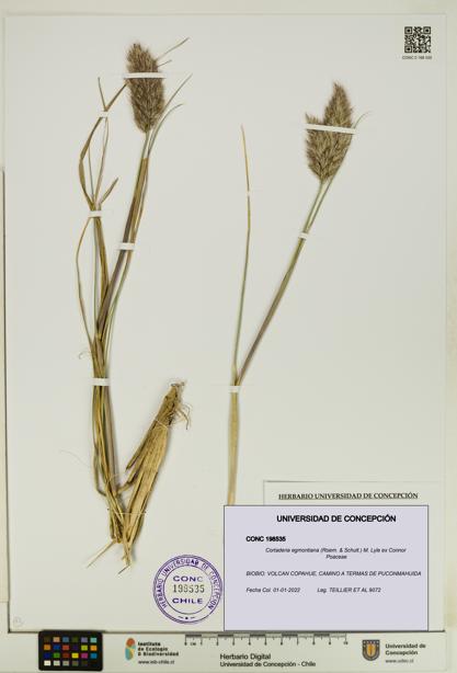 Cortaderia egmontiana [Espécimen: UDEC:CONC:0198535]