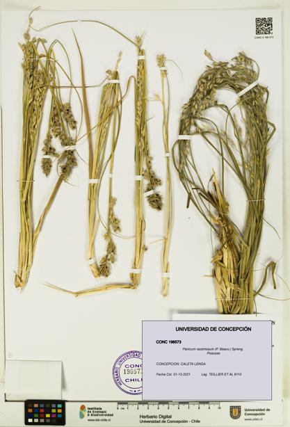 Panicum racemosum [Espécimen: UDEC:CONC:0198573]
