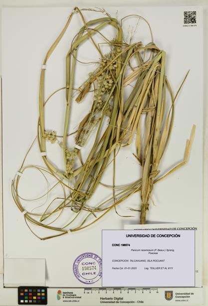 Panicum racemosum [Espécimen: UDEC:CONC:0198574]