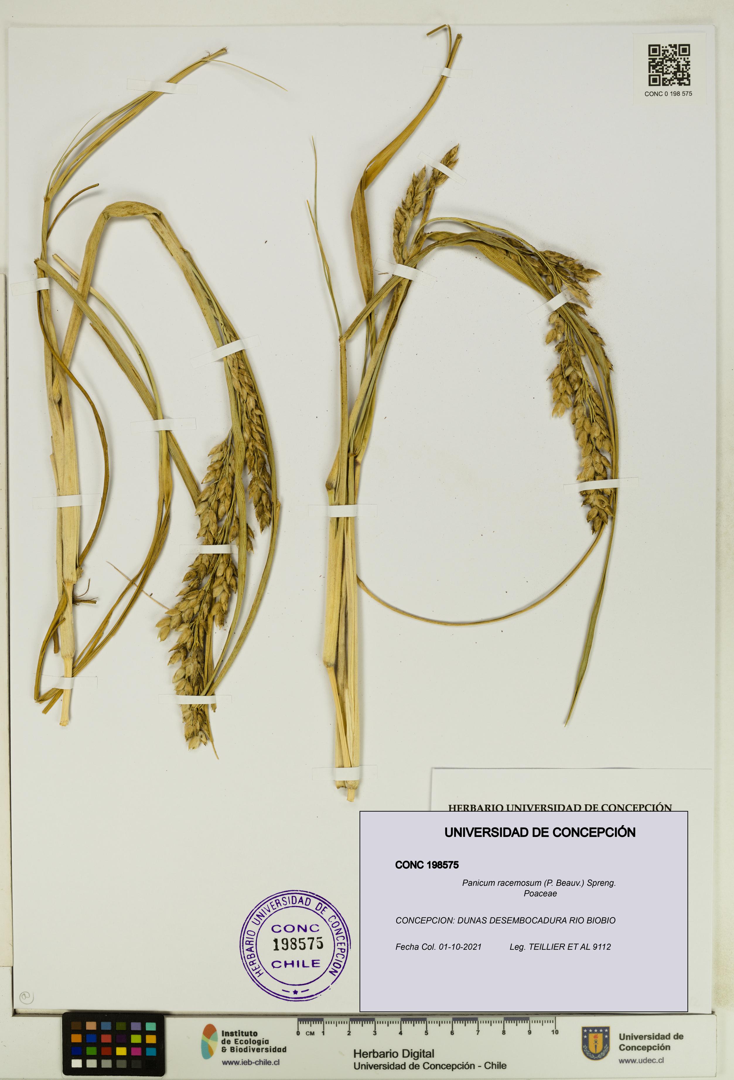 Panicum racemosum [Espécimen: UDEC:CONC:0198575]
