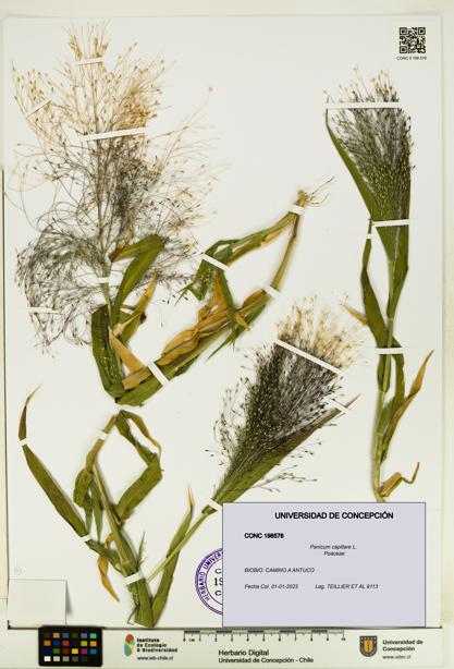 Panicum capillare [Espécimen: UDEC:CONC:0198576]