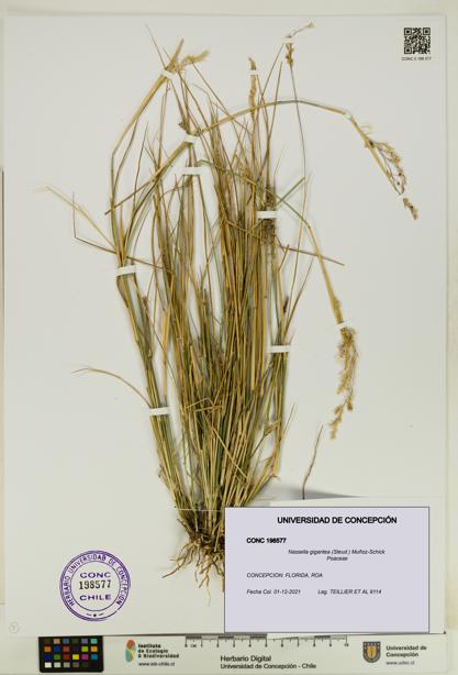 Nassella gigantea [Espécimen: UDEC:CONC:0198577]