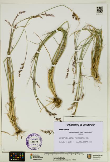 Nassella gigantea [Espécimen: UDEC:CONC:0198578]