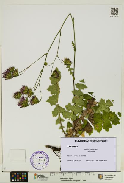 Perezia nutans [Espécimen: UDEC:CONC:0198619]