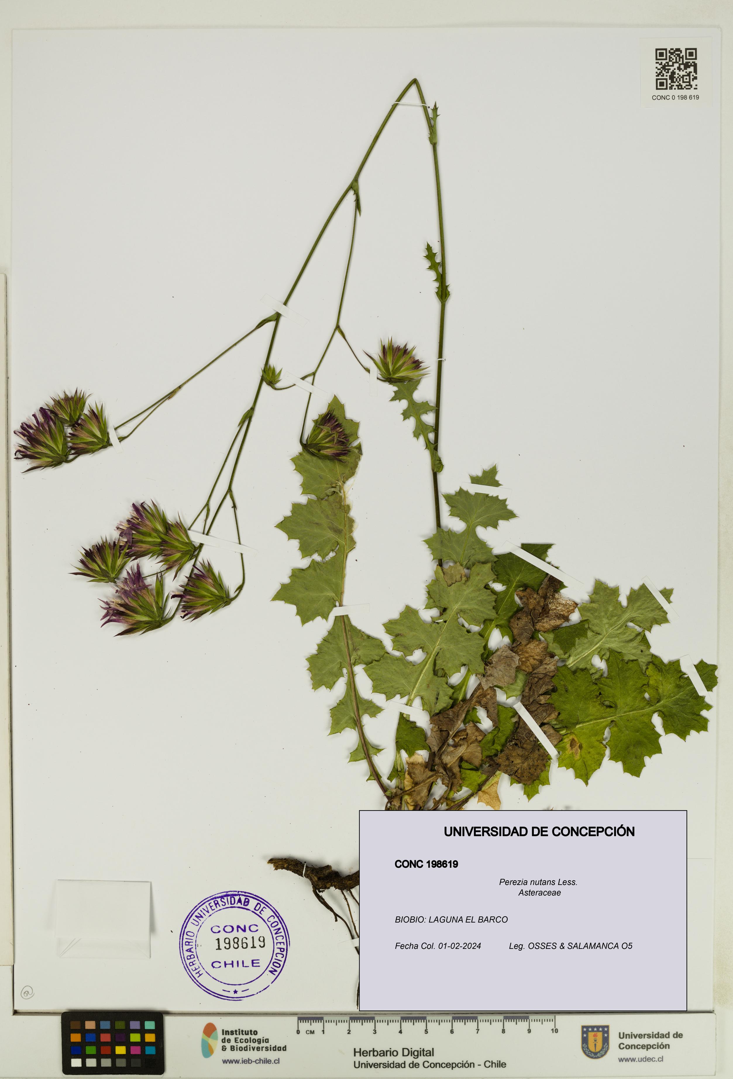 Perezia nutans [Espécimen: UDEC:CONC:0198619]