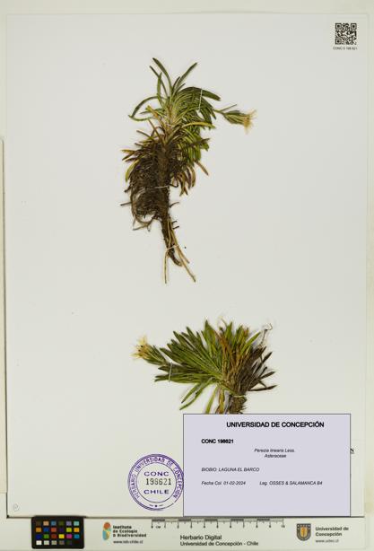 Perezia linearis [Espécimen: UDEC:CONC:0198621]