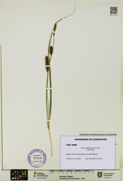 Carex aematorhyncha [Espécimen: UDEC:CONC:0198628]