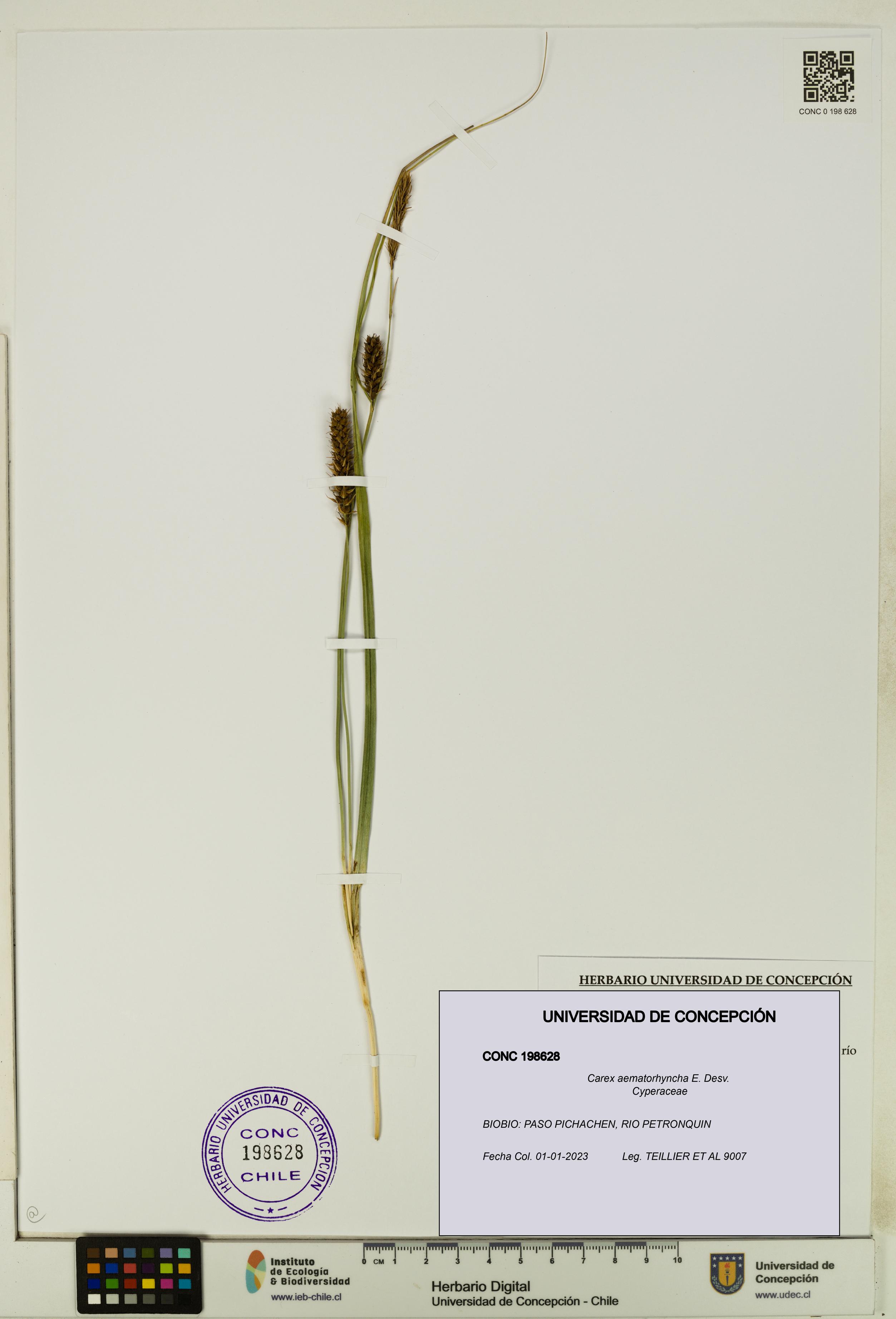 Carex aematorhyncha [Espécimen: UDEC:CONC:0198628]