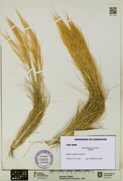 Aristida spegazzinii [Espécimen: UDEC:CONC:0198650]