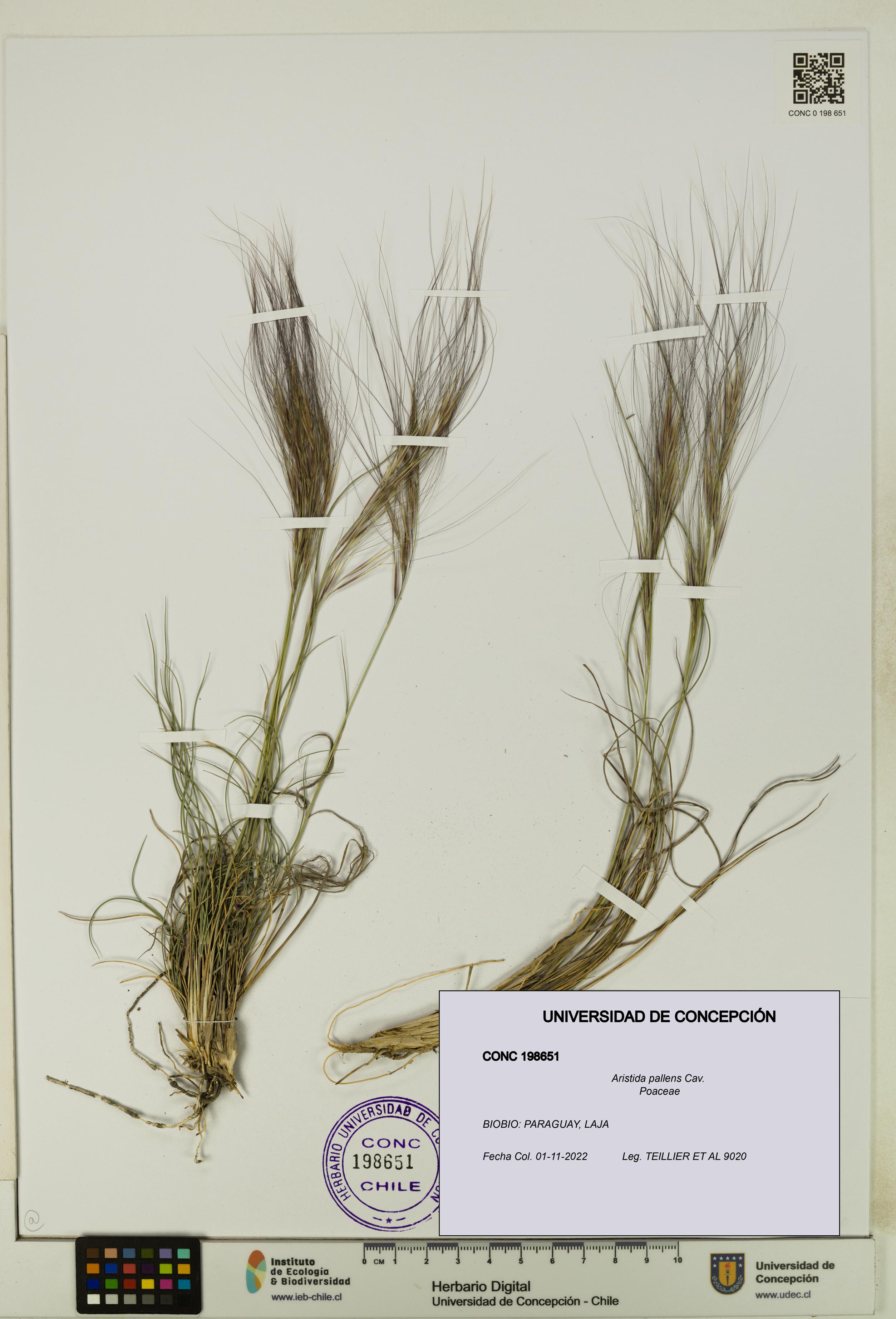 Aristida pallens [Espécimen: UDEC:CONC:0198651]