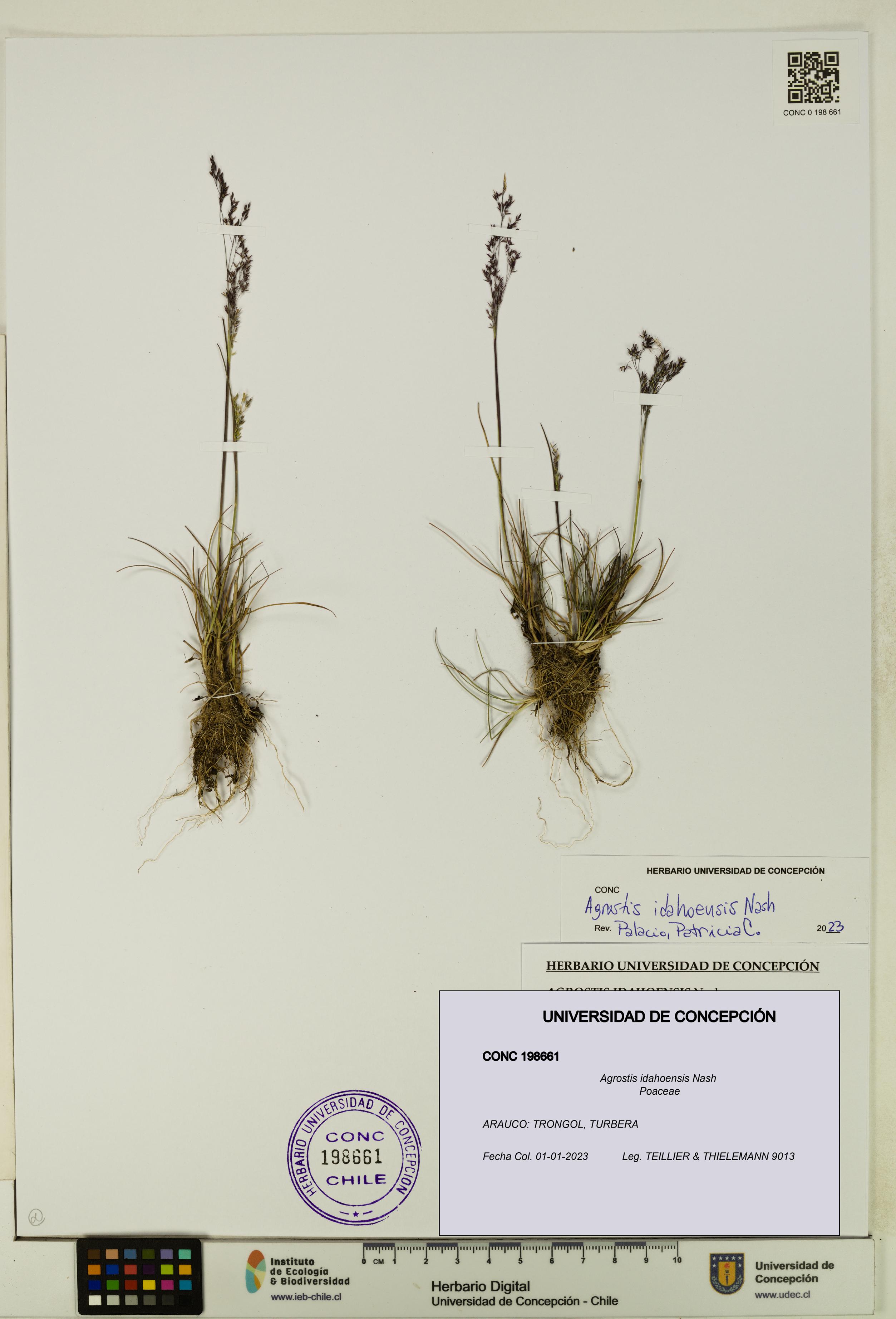 Agrostis idahoensis [Espécimen: UDEC:CONC:0198661]