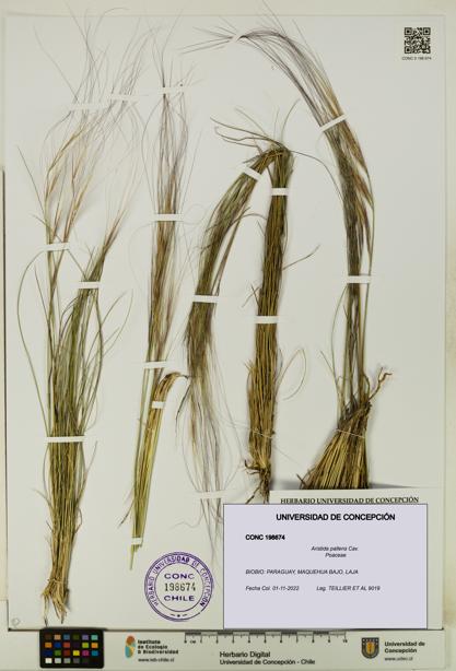 Aristida pallens [Espécimen: UDEC:CONC:0198674]