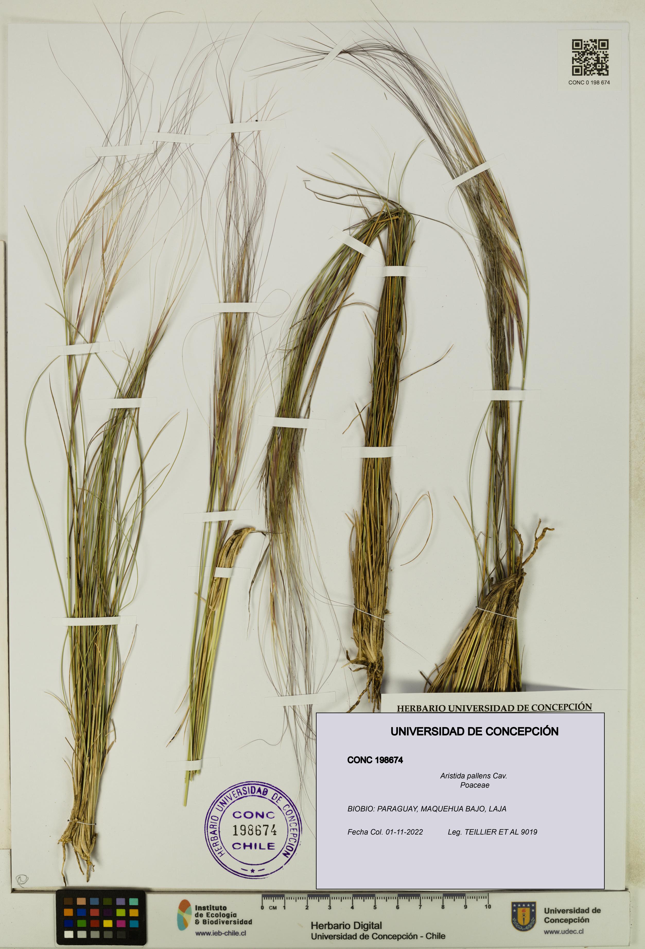 Aristida pallens [Espécimen: UDEC:CONC:0198674]