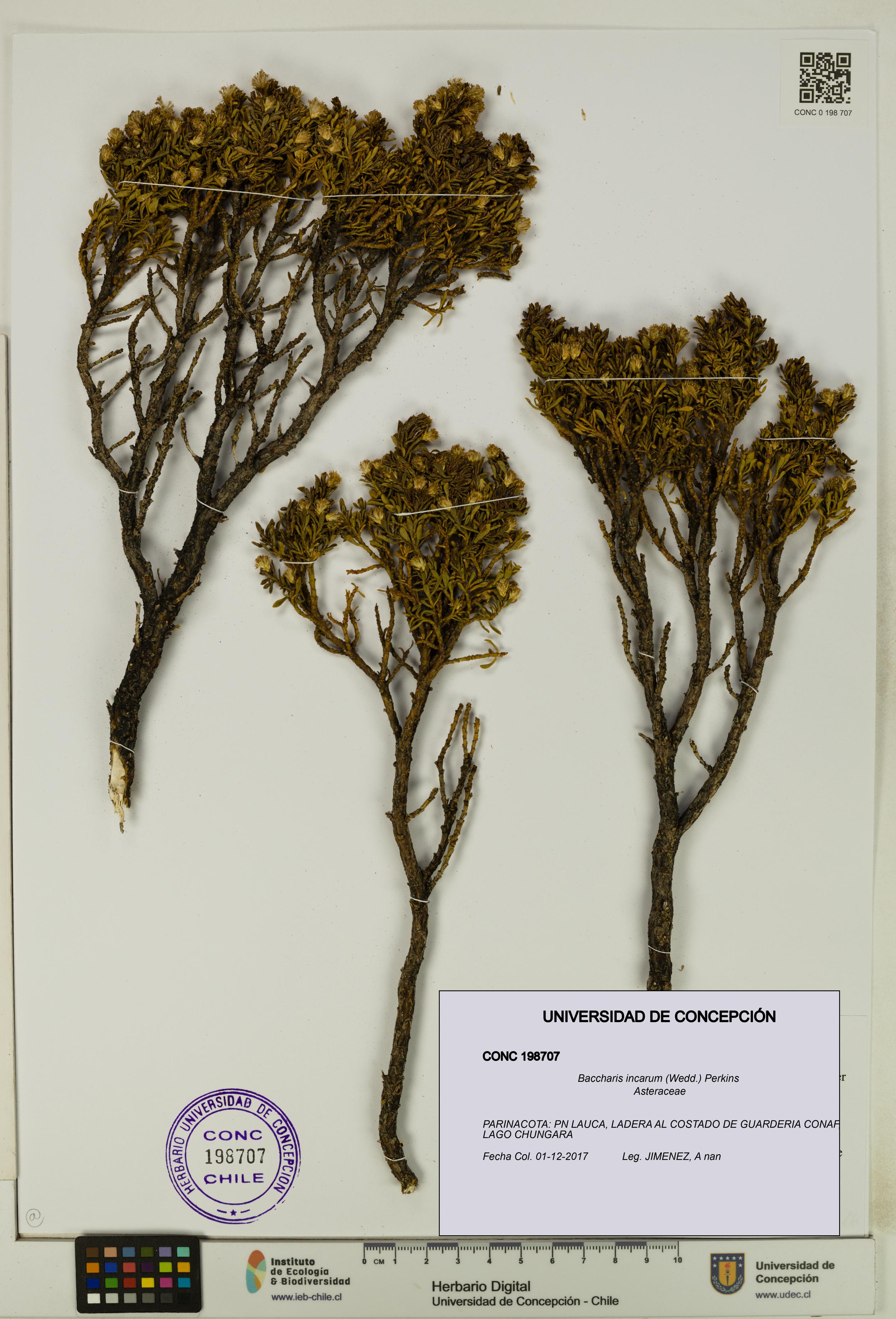 Baccharis incarum [Espécimen: UDEC:CONC:0198707]