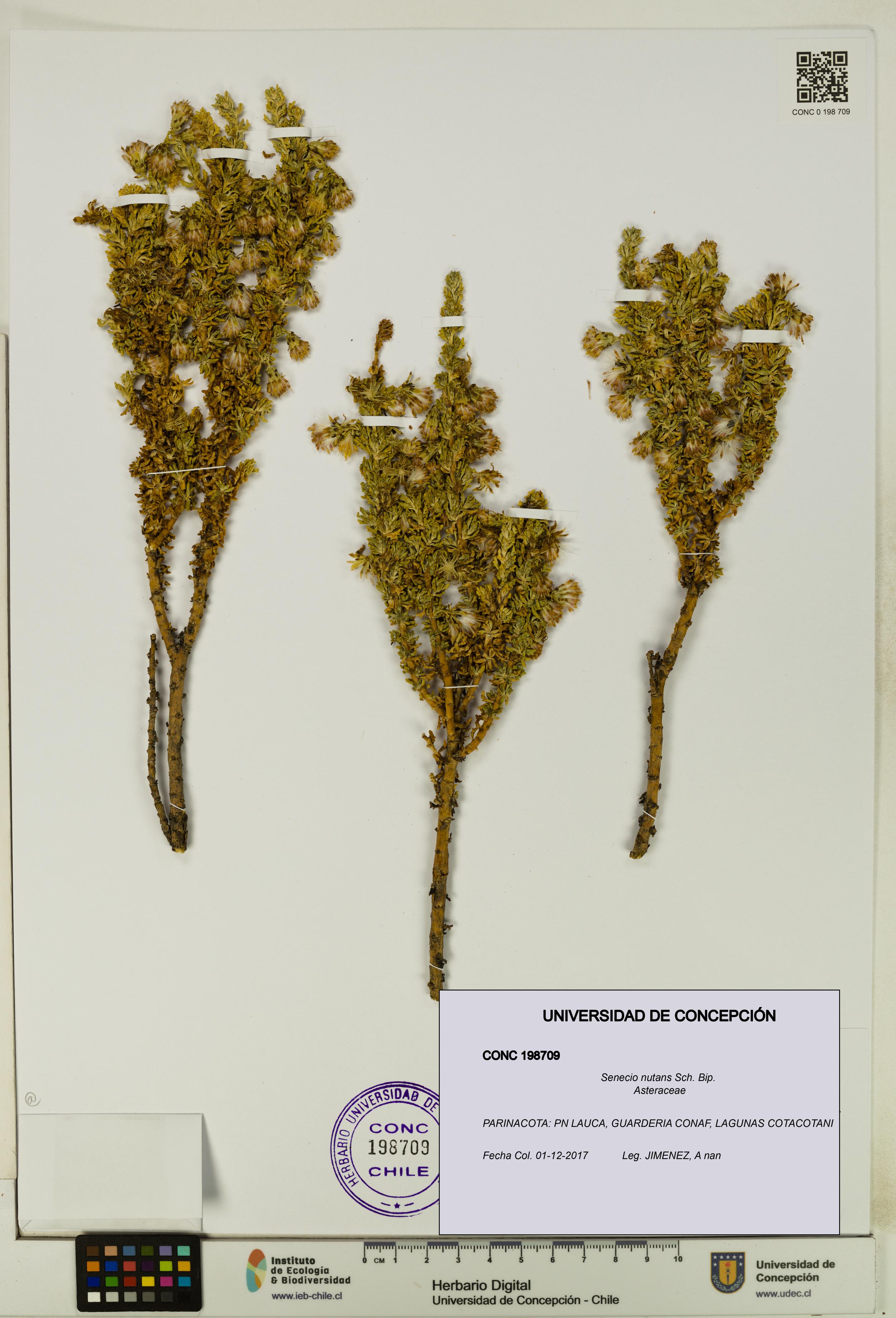Senecio nutans [Espécimen: UDEC:CONC:0198709]