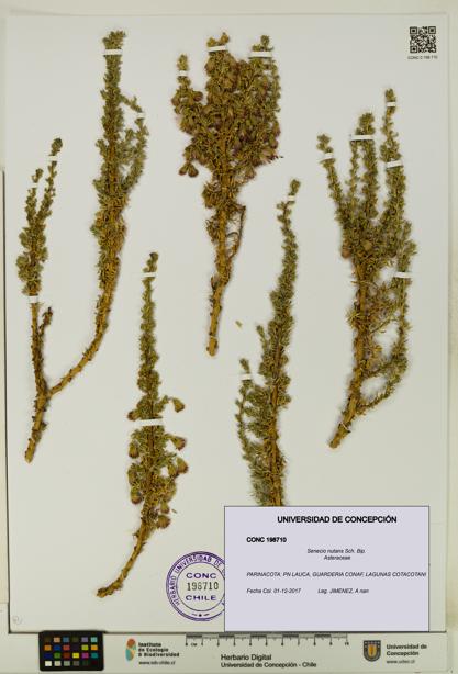 Senecio nutans [Espécimen: UDEC:CONC:0198710]
