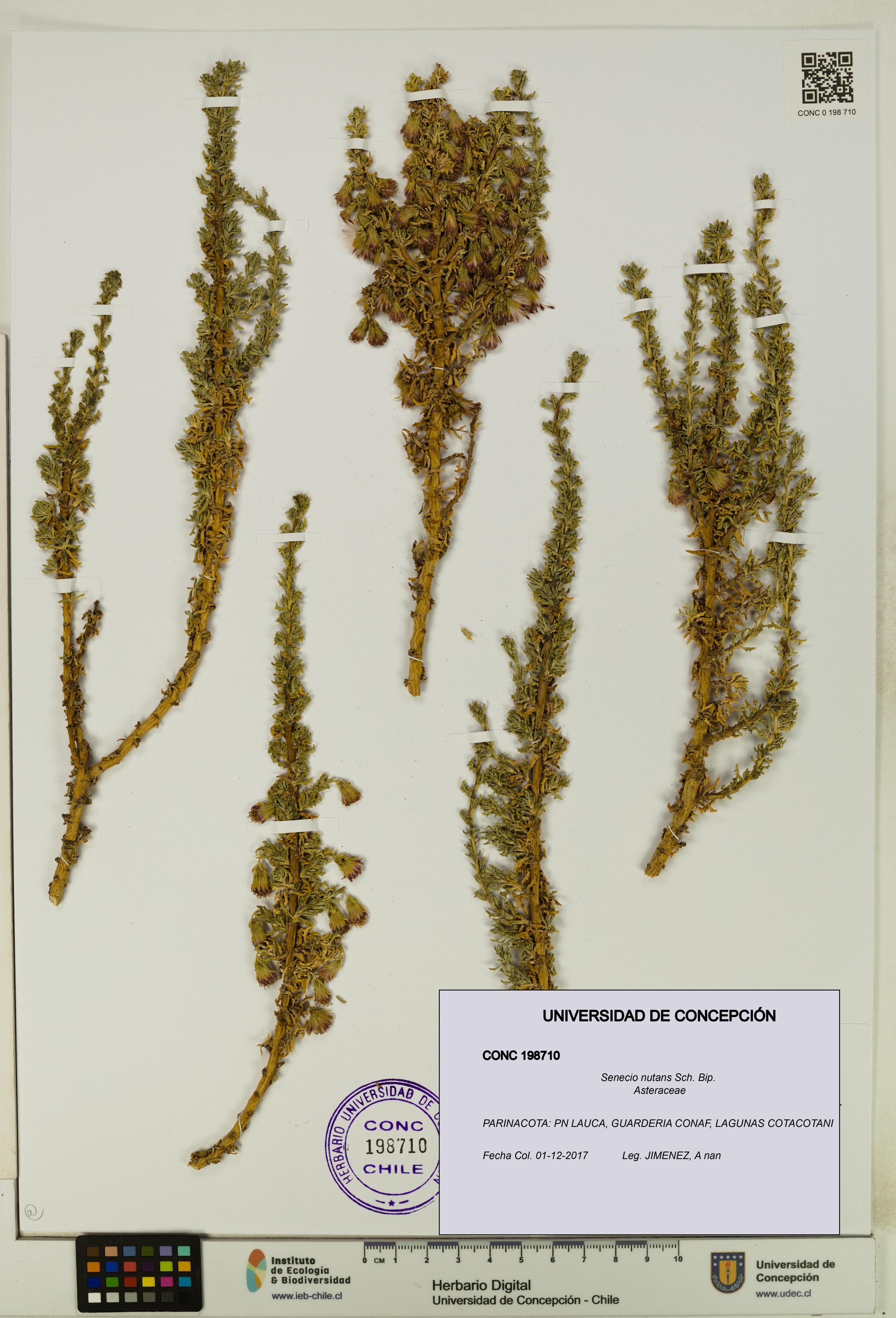 Senecio nutans [Espécimen: UDEC:CONC:0198710]