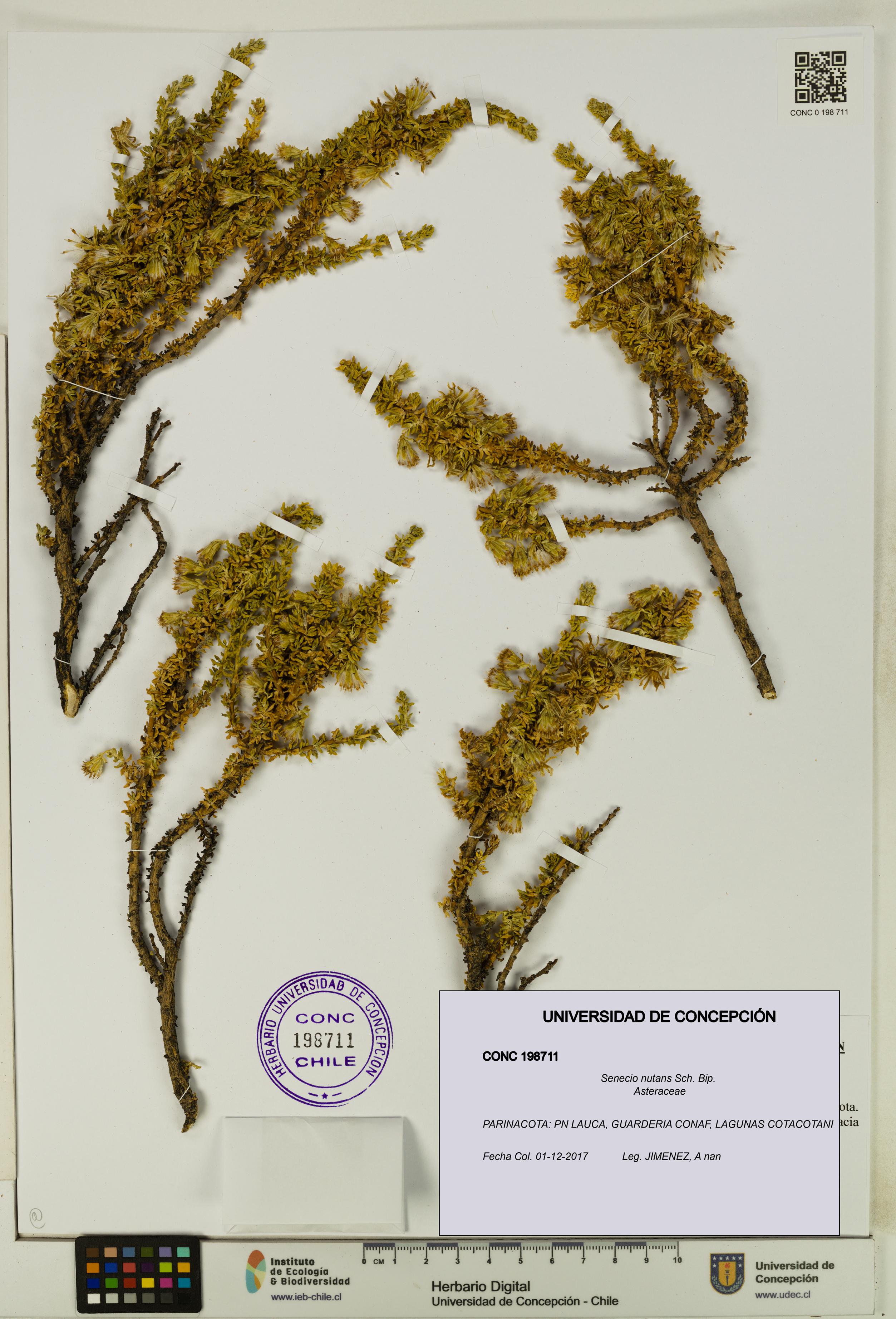 Senecio nutans [Espécimen: UDEC:CONC:0198711]