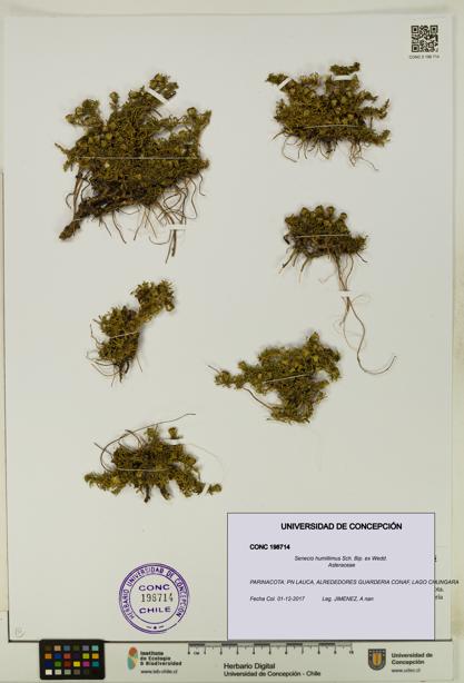 Senecio humillimus [Espécimen: UDEC:CONC:0198714]