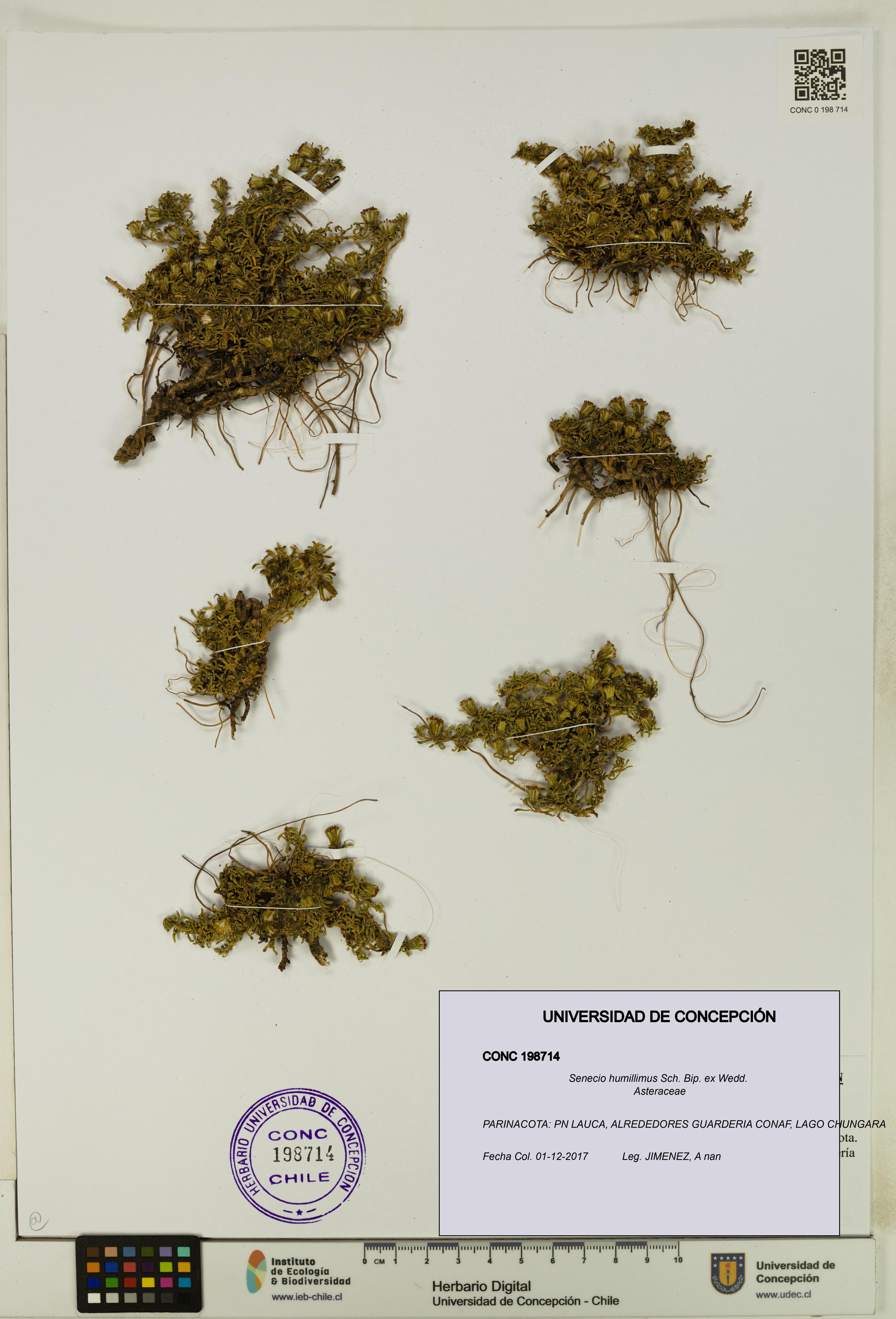 Senecio humillimus [Espécimen: UDEC:CONC:0198714]