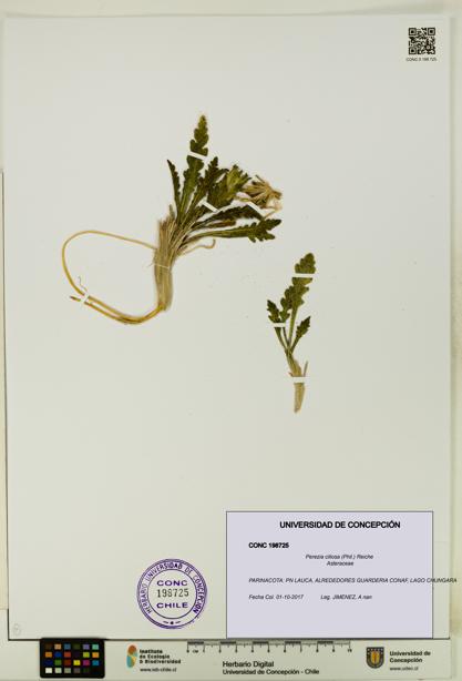 Perezia ciliosa [Espécimen: UDEC:CONC:0198725]