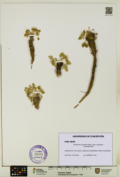 Gomphrena meyeniana subsp. meyeniana [Espécimen: UDEC:CONC:0198726]