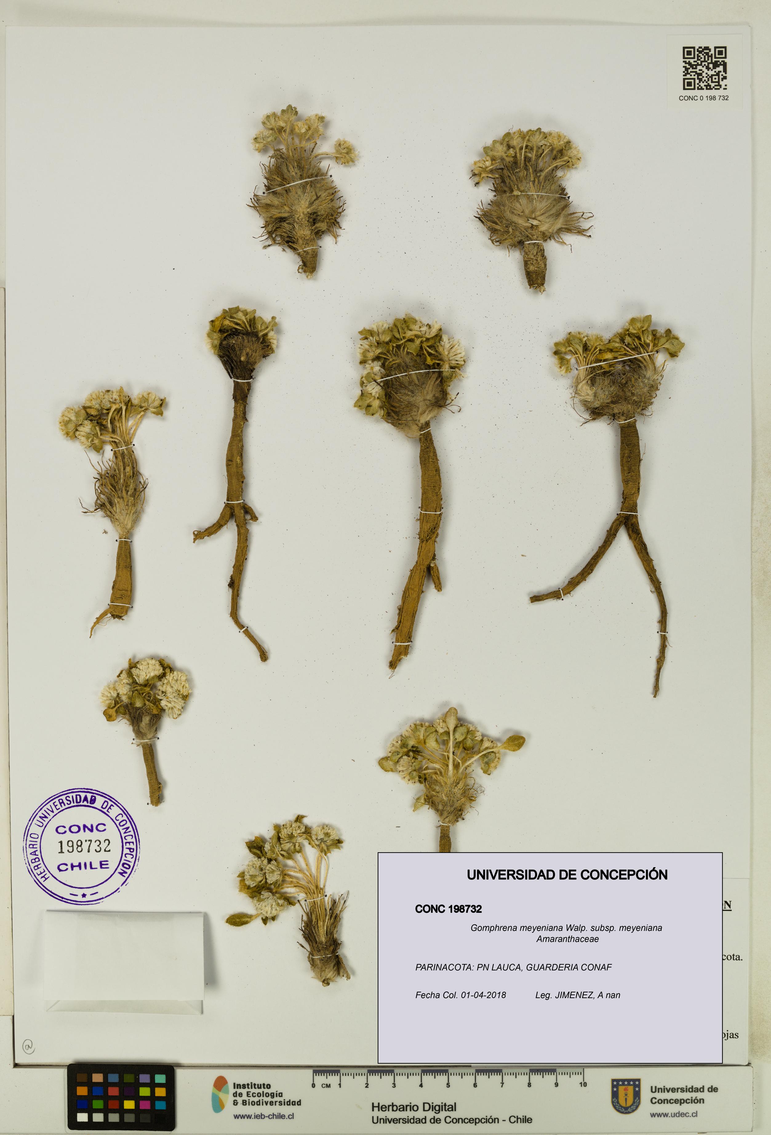 Gomphrena meyeniana subsp. meyeniana [Espécimen: UDEC:CONC:0198732]