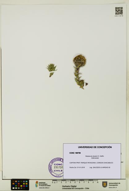 Nassauvia dusenii [Espécimen: UDEC:CONC:0198756]