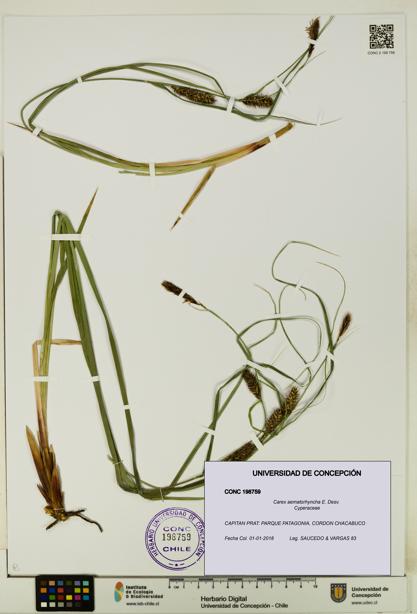 Carex aematorhyncha [Espécimen: UDEC:CONC:0198759]