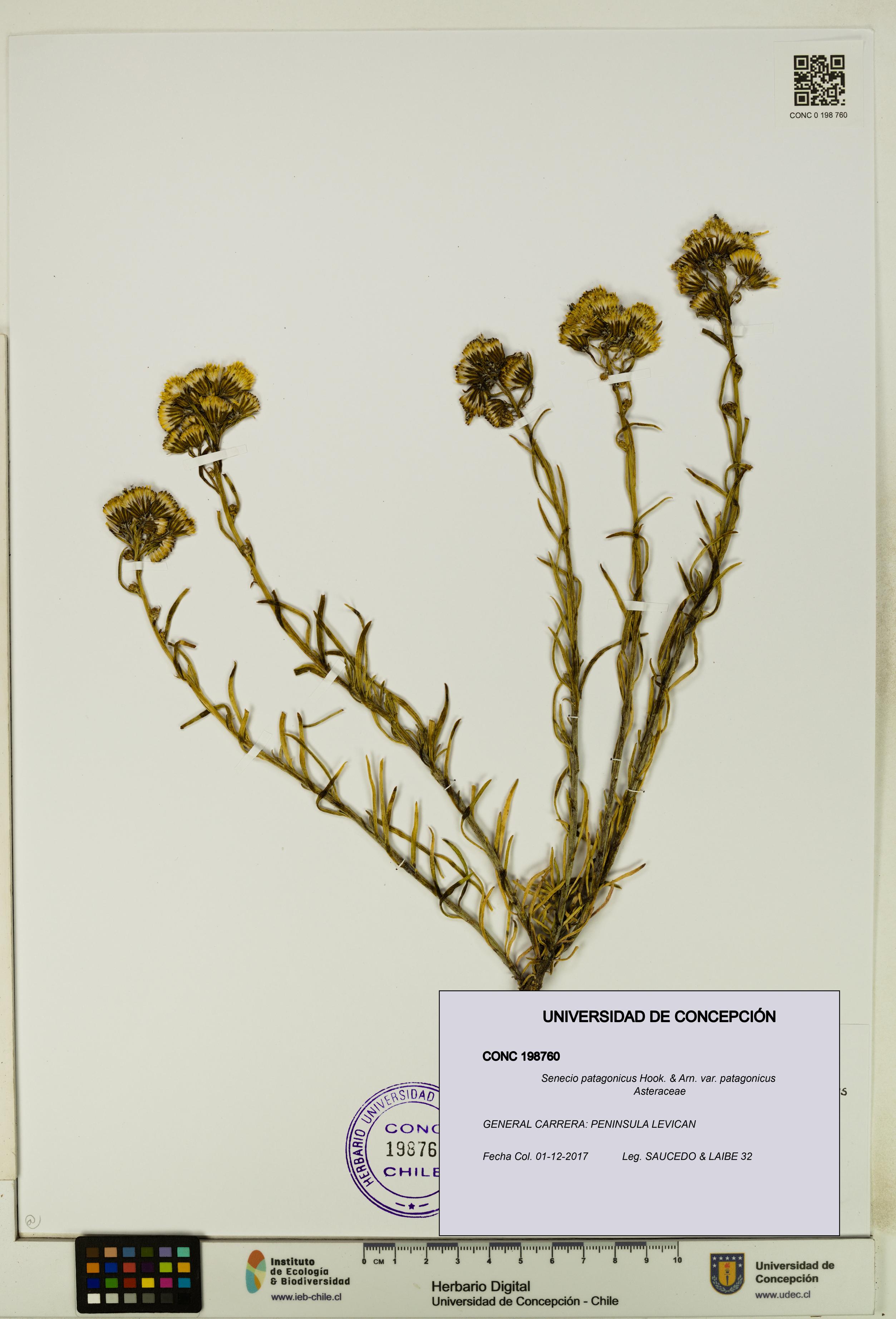 Senecio patagonicus var. patagonicus [Espécimen: UDEC:CONC:0198760]