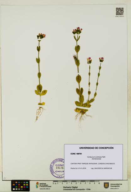 Centaurium erythraea [Espécimen: UDEC:CONC:0198761]