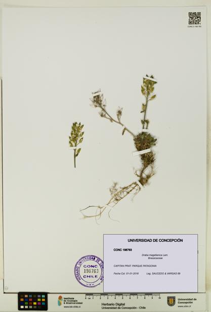 Draba magellanica [Espécimen: UDEC:CONC:0198763]