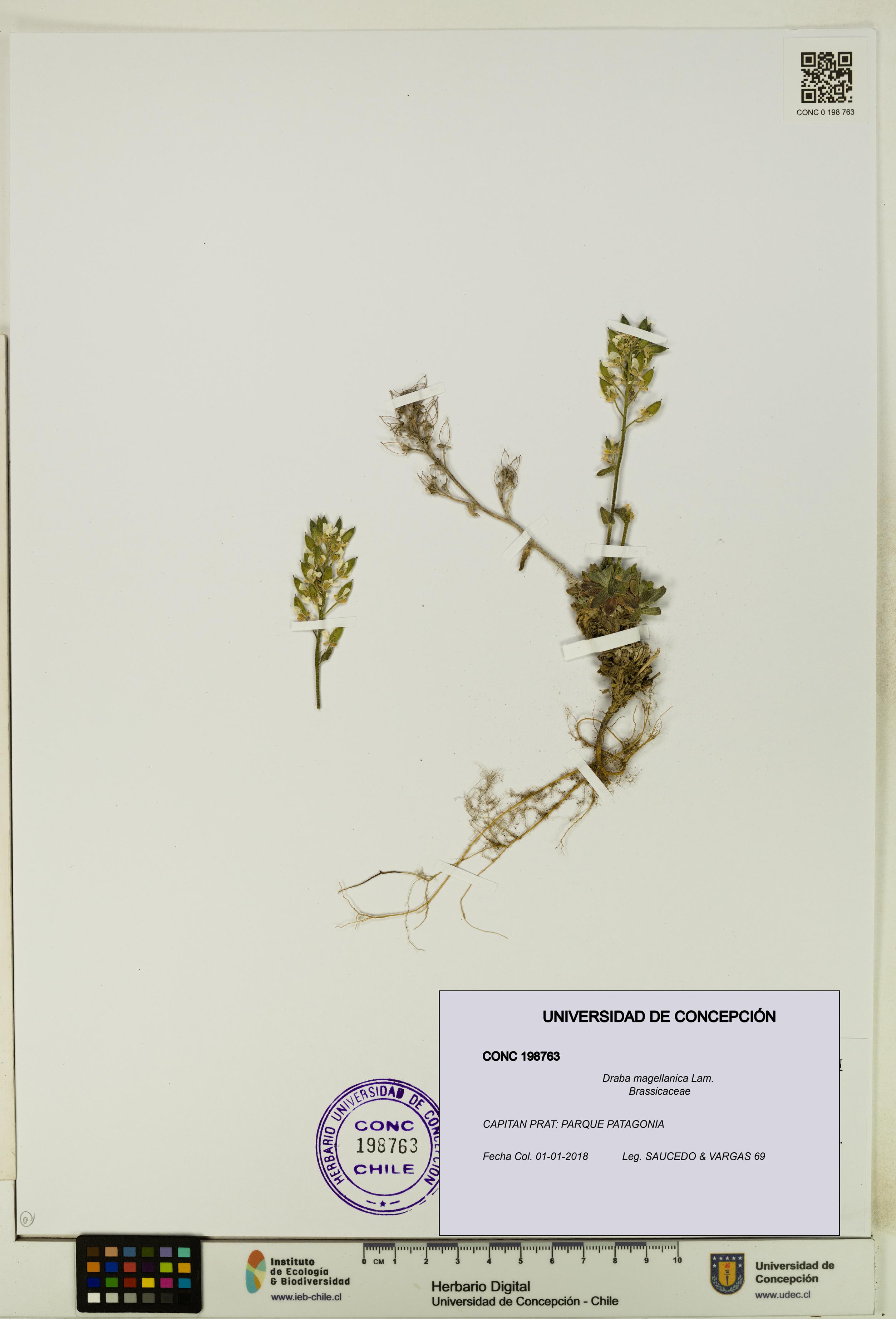 Draba magellanica [Espécimen: UDEC:CONC:0198763]