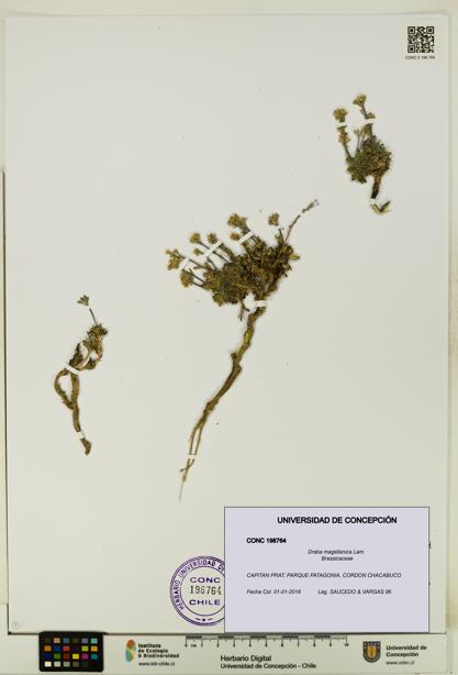 Draba magellanica [Espécimen: UDEC:CONC:0198764]