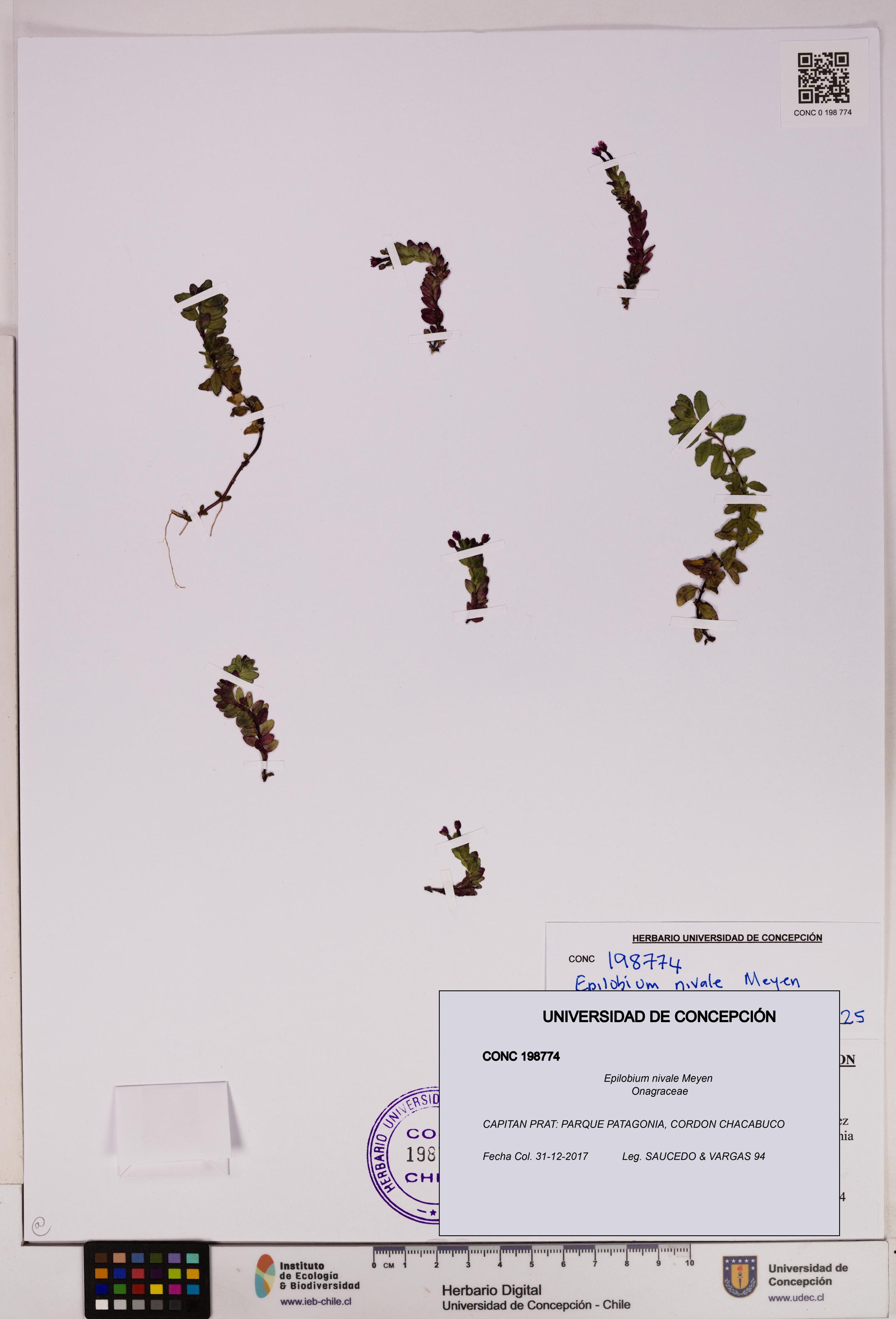 Epilobium nivale [Espécimen: UDEC:CONC:0198774]