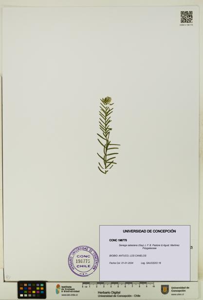 Senega salasiana [Espécimen: UDEC:CONC:0198775]