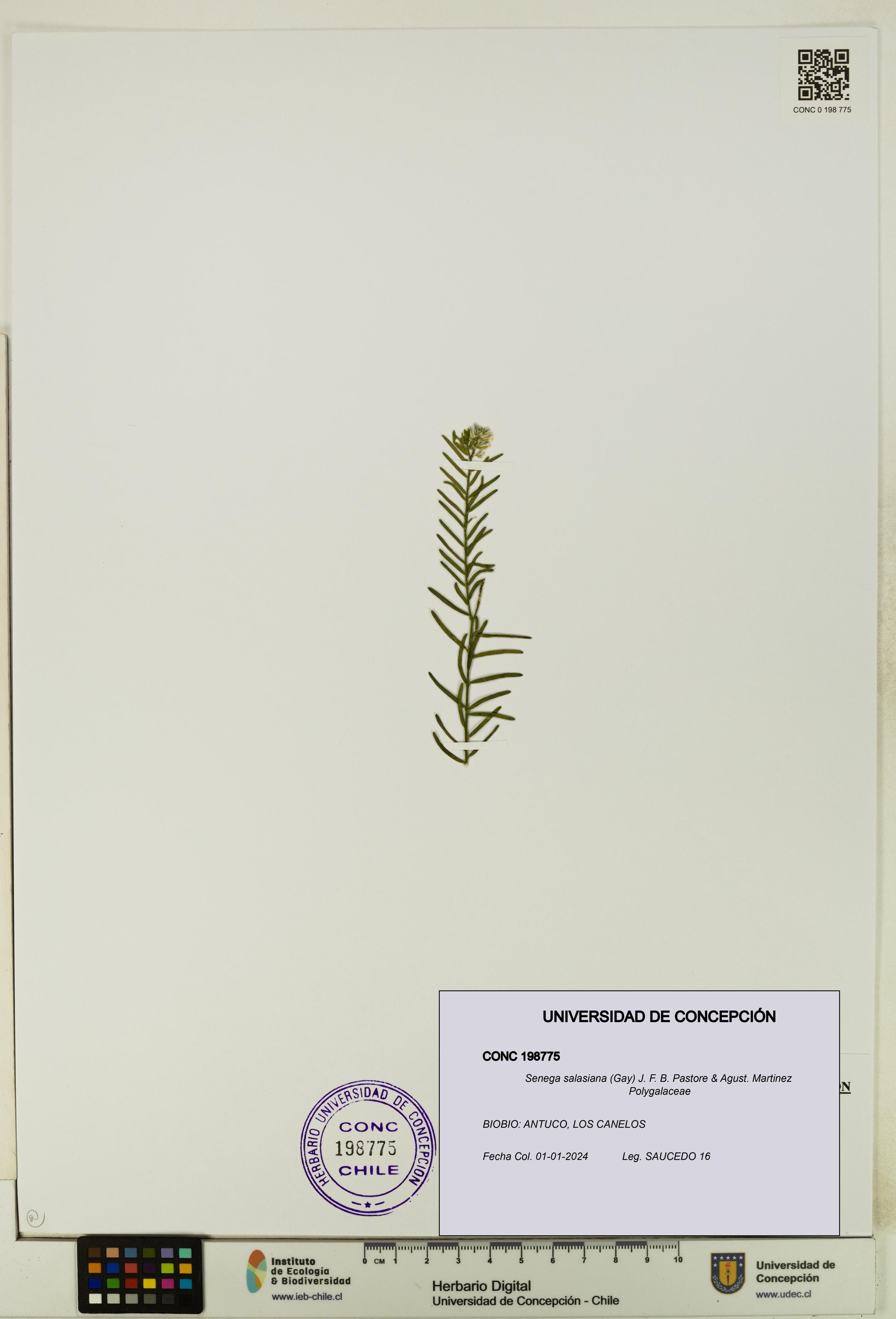 Senega salasiana [Espécimen: UDEC:CONC:0198775]