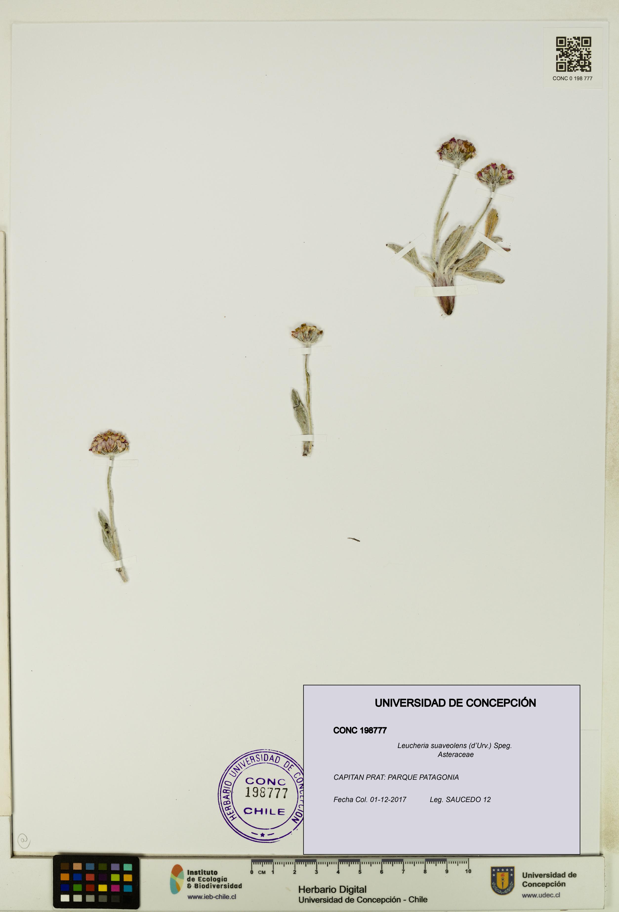 Leucheria suaveolens [Espécimen: UDEC:CONC:0198777]