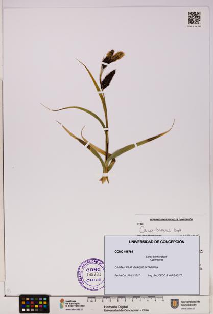 Carex banksii [Espécimen: UDEC:CONC:0198781]