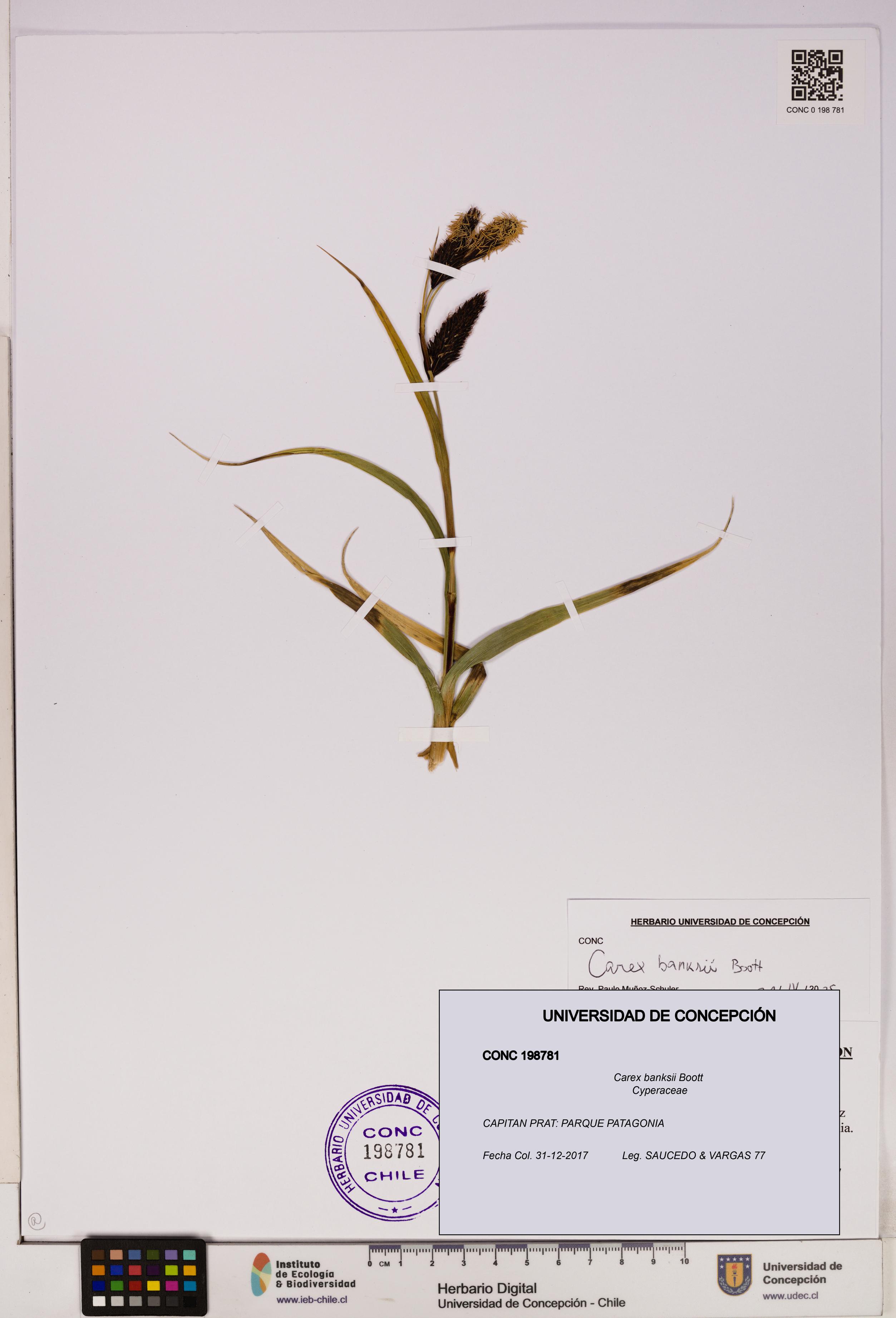 Carex banksii [Espécimen: UDEC:CONC:0198781]