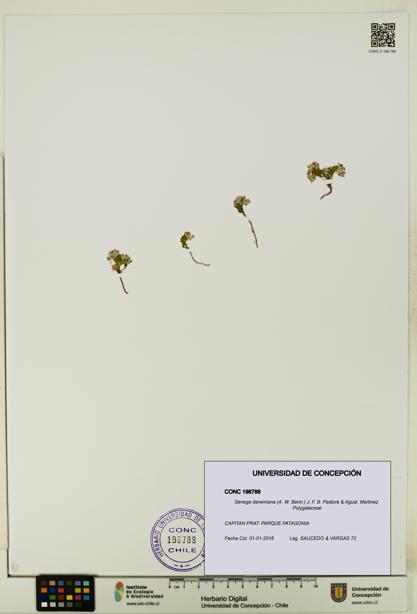 Senega darwiniana [Espécimen: UDEC:CONC:0198788]