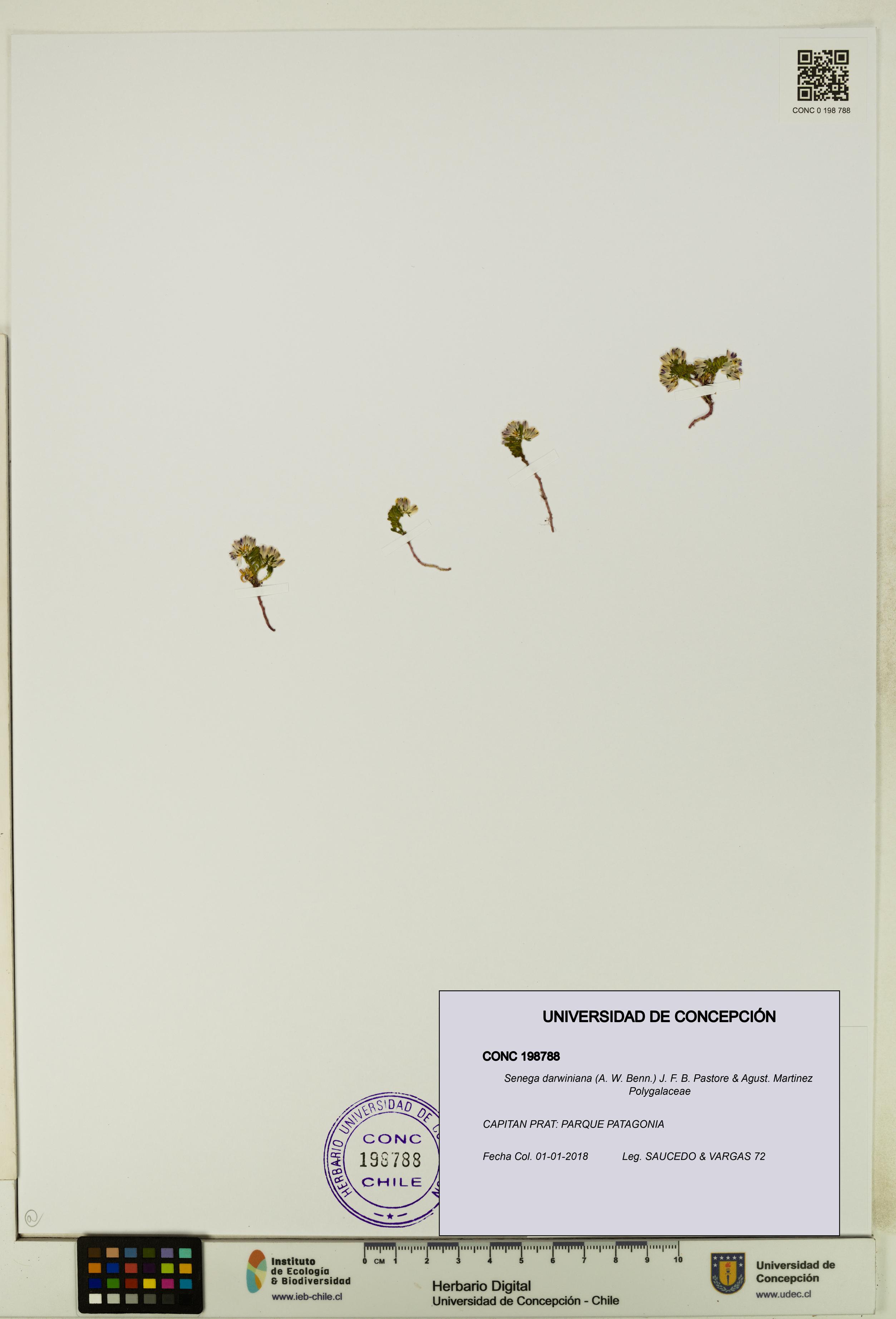 Senega darwiniana [Espécimen: UDEC:CONC:0198788]