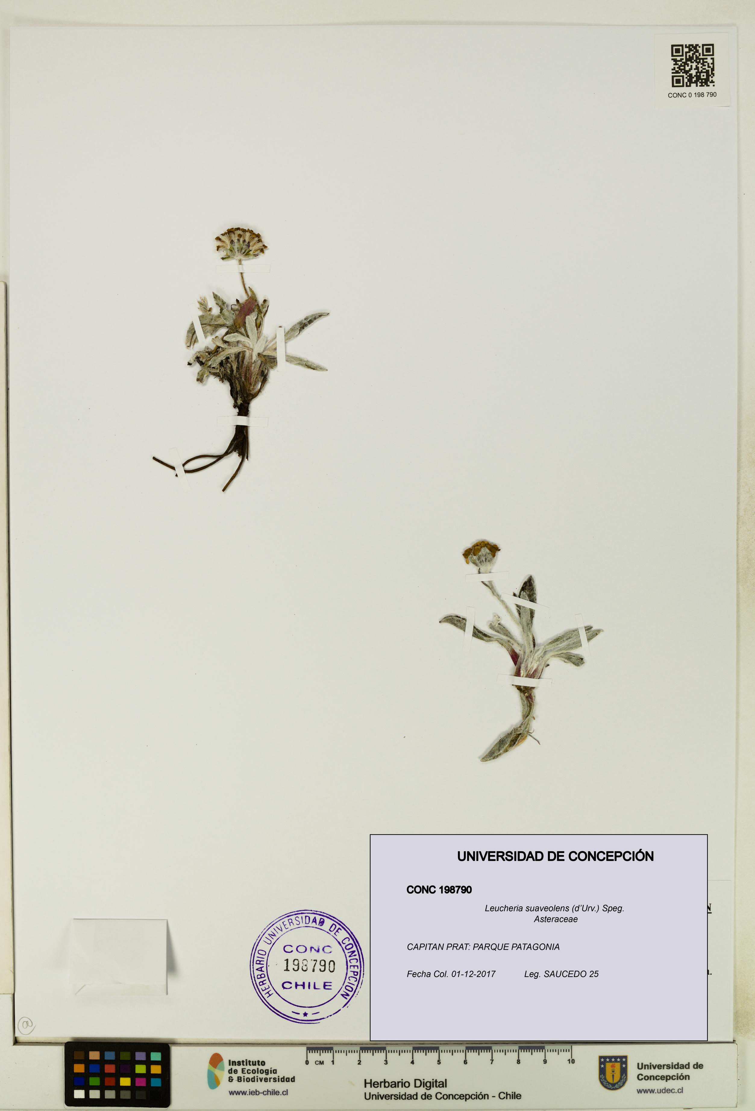 Leucheria suaveolens [Espécimen: UDEC:CONC:0198790]