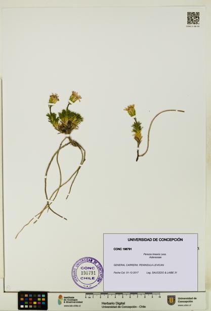 Perezia linearis [Espécimen: UDEC:CONC:0198791]