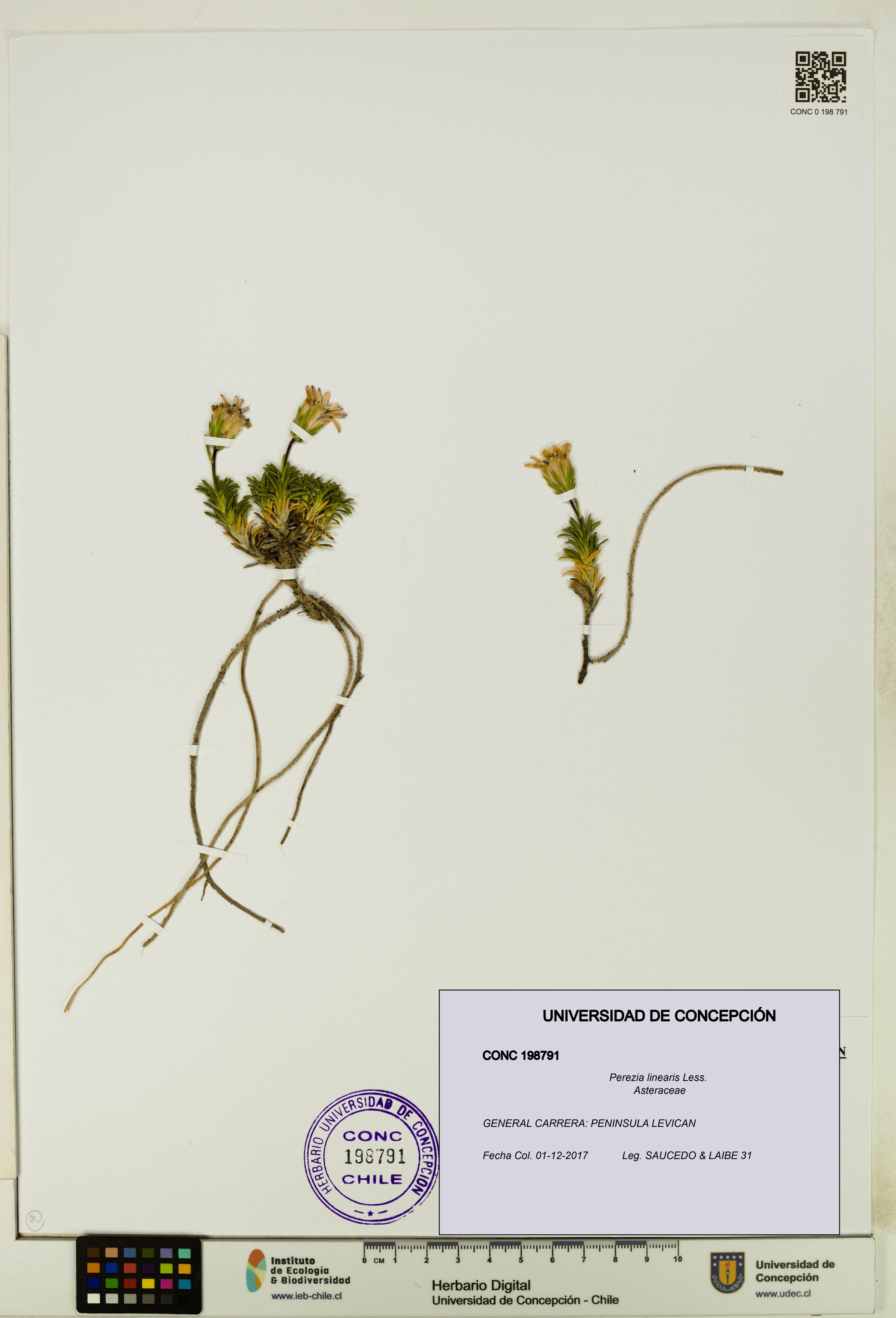 Perezia linearis [Espécimen: UDEC:CONC:0198791]