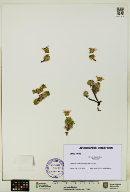 Perezia linearis [Espécimen: UDEC:CONC:0198792]